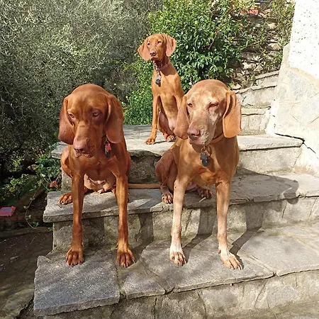 A Casa Di Grea * Rapallo